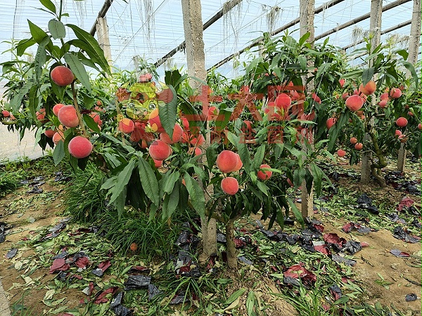 桃树种植-河北桃子用土大厨