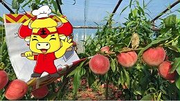 桃树黄化是什么原因？怎么解决？