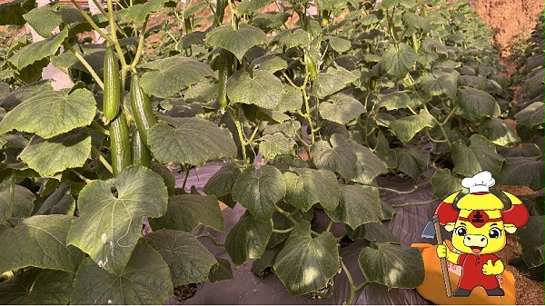 微生物菌剂-青岛黄瓜