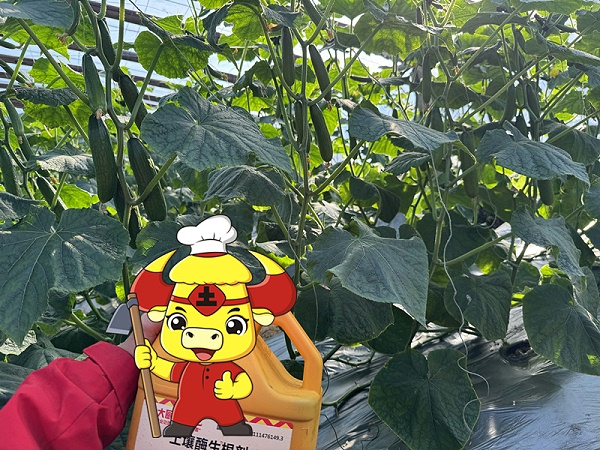 微生物菌剂-黄瓜叶片