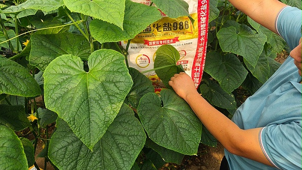 微生物菌剂-山东黄瓜