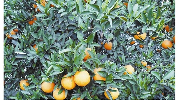 微生物菌剂-不知火柑橘