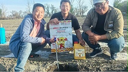 盐碱地种植棉花，如何应用降碱化盐986（上）