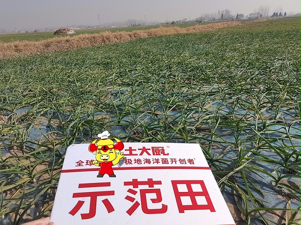 江苏邳州大蒜—土大厨