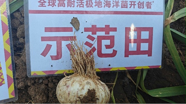 大蒜-江苏邳州