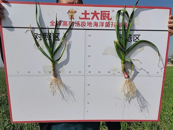 大蒜-土大厨改土消茬120 