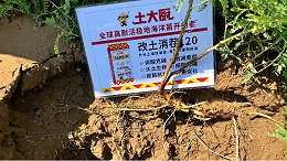 怕黄芪盐害死棵，就用改土消茬120