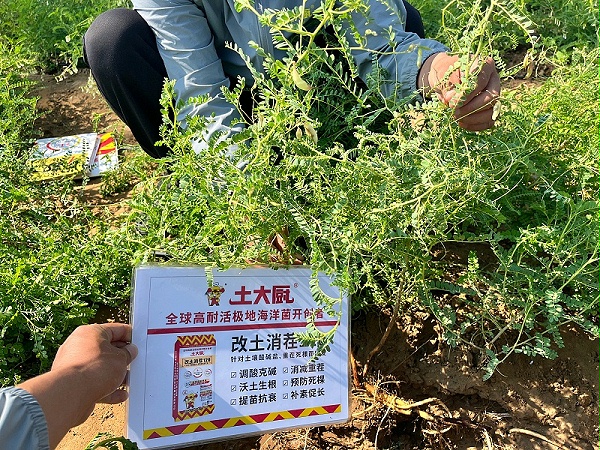 黄芪种植-内蒙 (3)