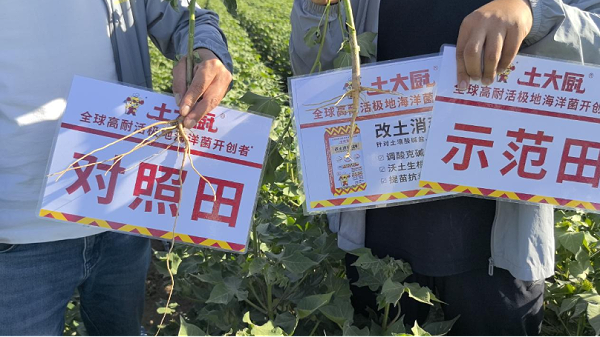 新疆棉花种植-土大厨 (1)