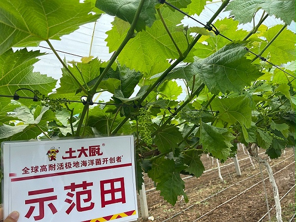 微生物菌剂—陕西葡萄 (1)