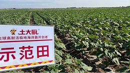 葵花重茬种植核心注意事项