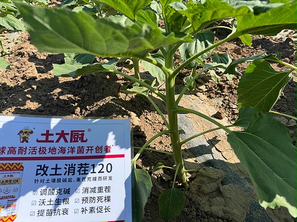 葵花种植—内蒙