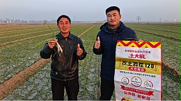 大蒜越冬有“秘籍”，科学管理助丰收