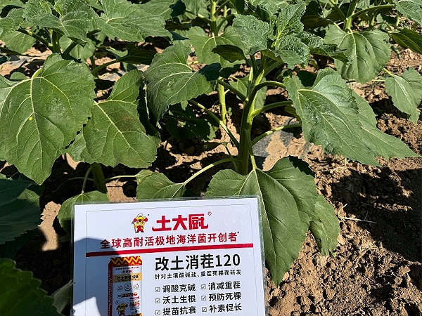 葵花种植—用改土消茬120