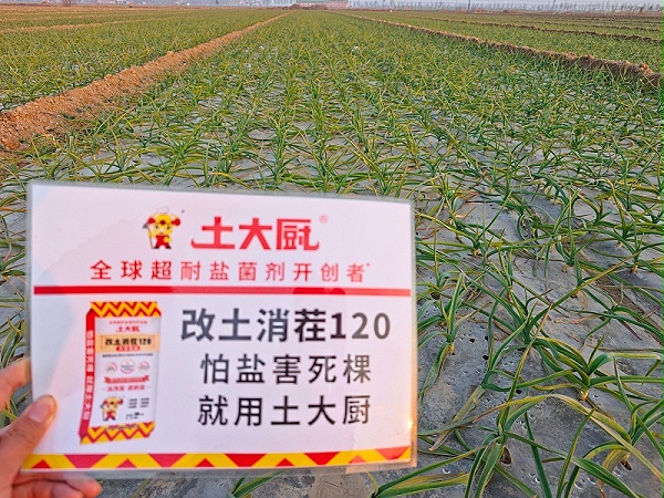 大蒜种植-河南开封