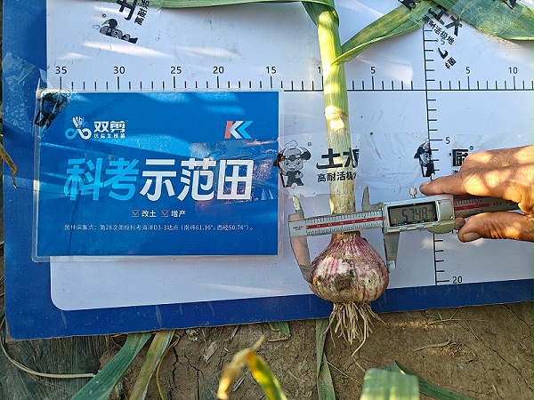 山东大蒜用双剪