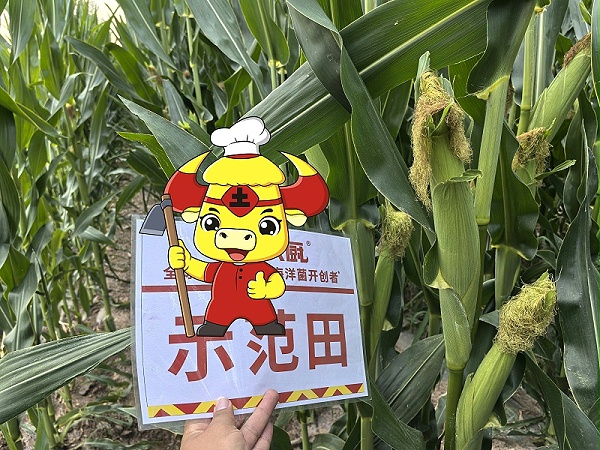 新疆玉米用土大厨