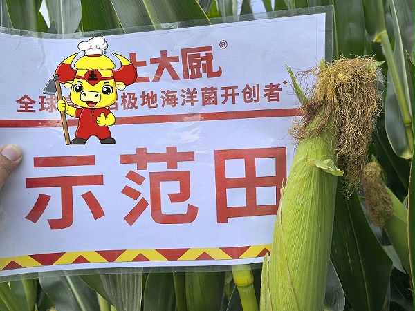 新疆玉米