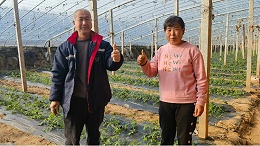 抗盐生根菌剂，破解盐害困局