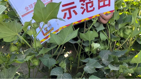 棉花初花期-新疆侯总棉花