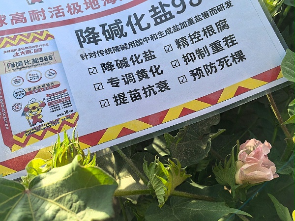 棉花初花期-新疆田总棉花