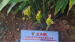 想要作物爆发式生根，看这 3 点