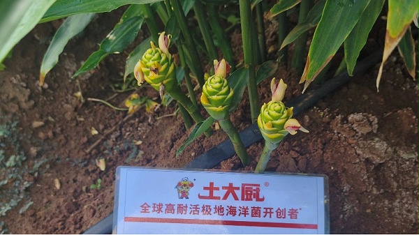 作物生根-云南小黄姜 作物生根-云南小黄姜