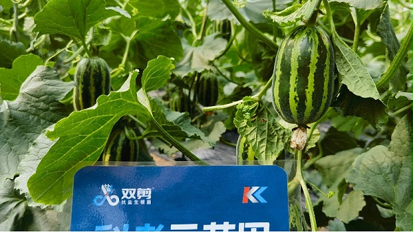 甜瓜科考示范田