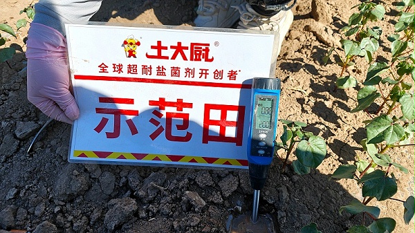 新疆五家渠棉花