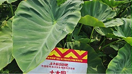 芋头盐害死棵让人愁，改土消茬120来帮忙