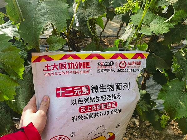 葡萄种植技术—土大厨辽宁葡萄1