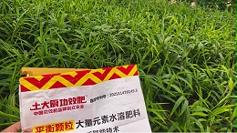 颗粒水溶肥如何选择？行业人揭秘