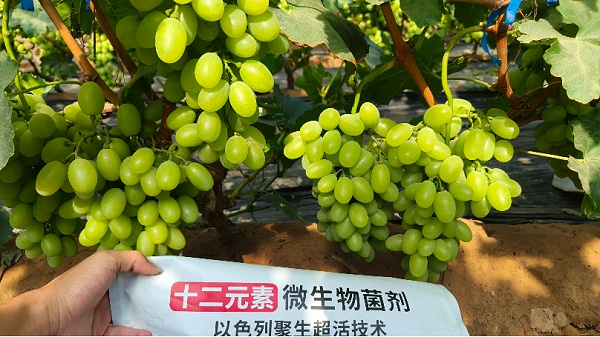 微生物菌肥—土大厨宁夏葡萄实拍