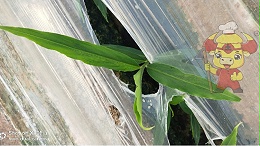 进口水溶肥哪个品牌好？他们为土大厨点赞