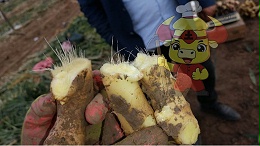 水溶肥使用禁忌，土大厨经销商王总普及