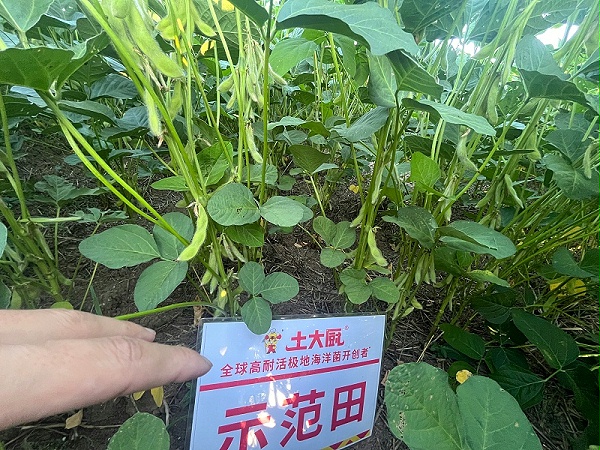 大豆施肥-安徽大豆