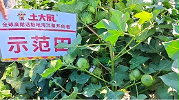 棉花8月最后的管理，千万不能忽视