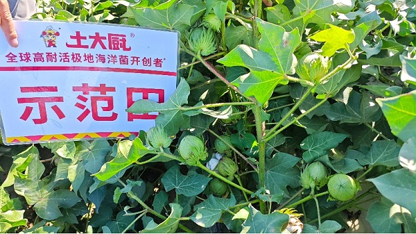 棉花种植-新疆棉花 (1)