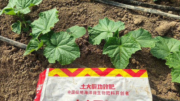 黄瓜种植-山东黄瓜 (2)