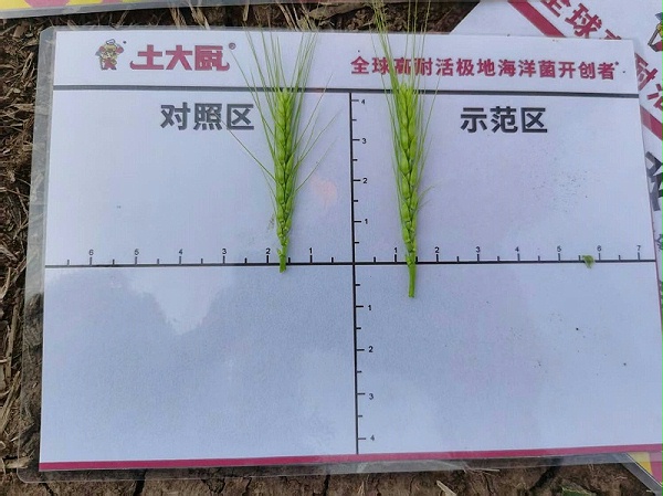 小麦返青肥-江苏小麦