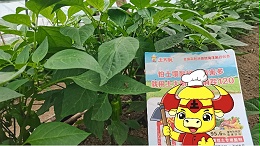 雪后回暖：冷棚辣椒逆境恢复管理要点