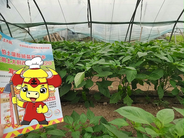 冷棚辣椒-土大厨