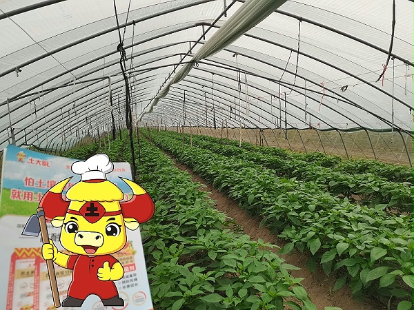 冷棚辣椒-土大厨安徽