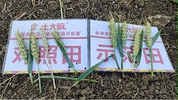小麦追肥用微生物菌剂好吗