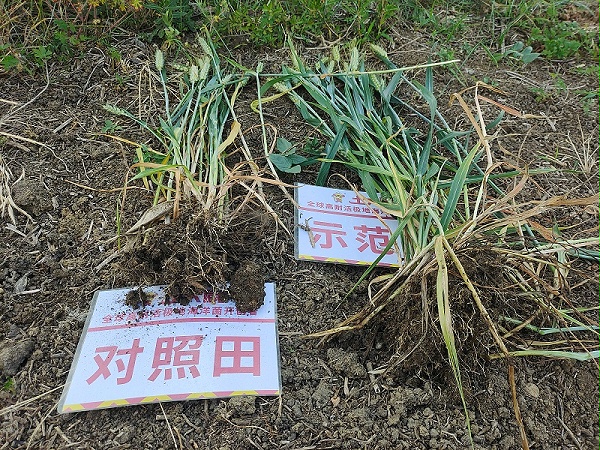 小麦追肥-微生物菌剂