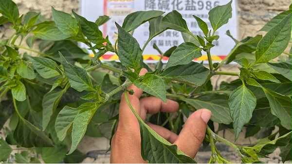 色素辣椒 -土大厨