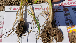 小麦年后返青追肥如何高产？关键在这三招