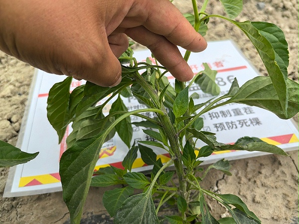 色素辣椒 -新疆和静