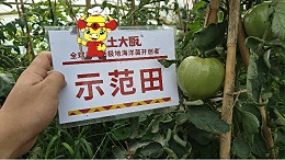 大棚番茄种植，鸡粪盐害导致僵苗怎么办？