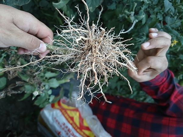 大棚番茄种植-根系